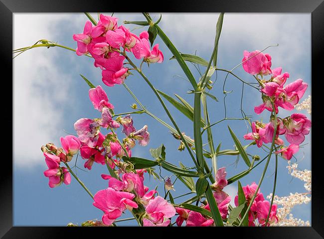 Sweet Pea Framed Print by Will Black