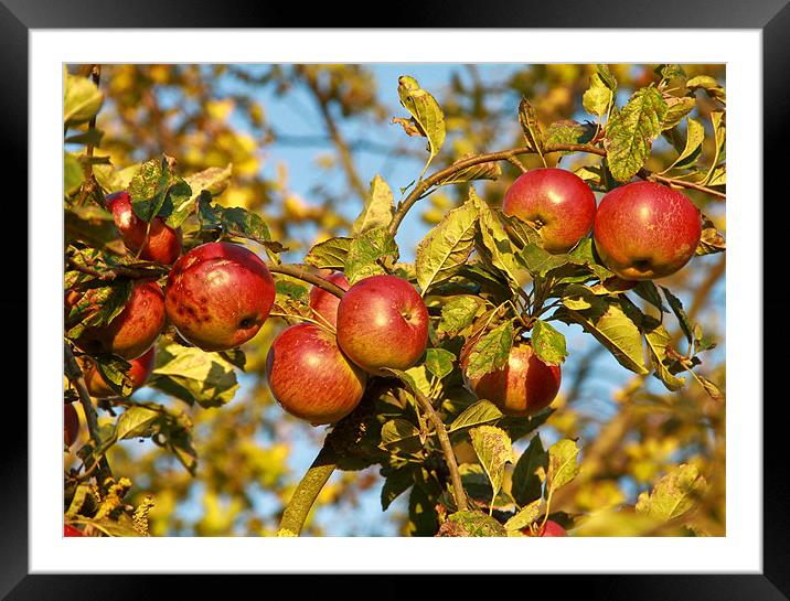 Apples Framed Mounted Print by Will Black