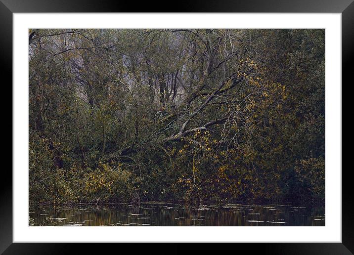 Fallen Tree Framed Mounted Print by Will Black