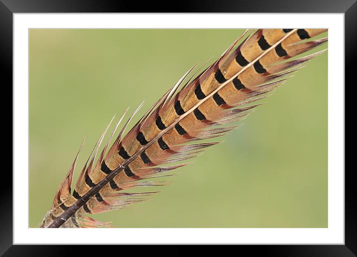 Feather Framed Mounted Print by Will Black