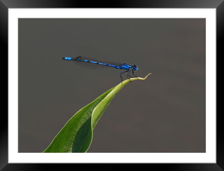 Damselfly Framed Mounted Print by Will Black