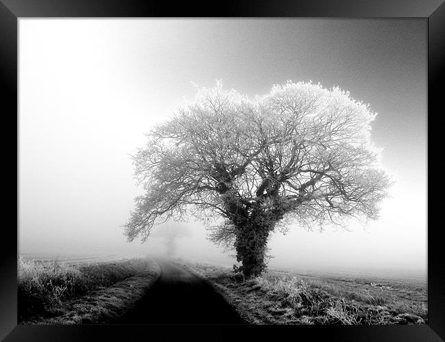 misty black and white tree in the fog Framed Print by Will Black