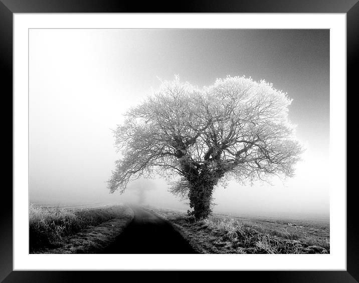 misty black and white tree in the fog Framed Mounted Print by Will Black