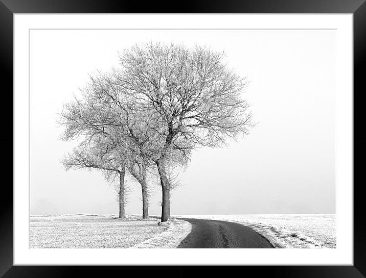 Three black and white Trees in the snow Framed Mounted Print by Will Black