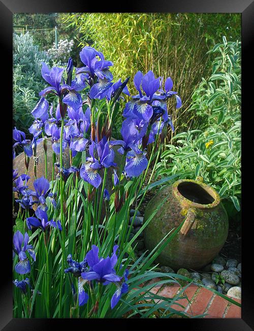 Iris blue Framed Print by Will Black