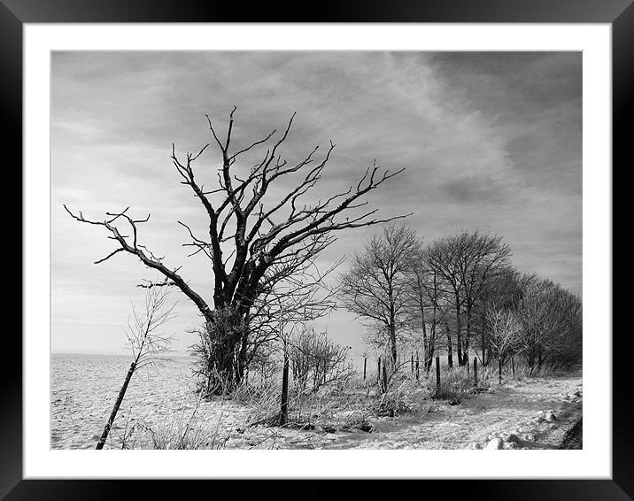 Snowy Tree Framed Mounted Print by Will Black