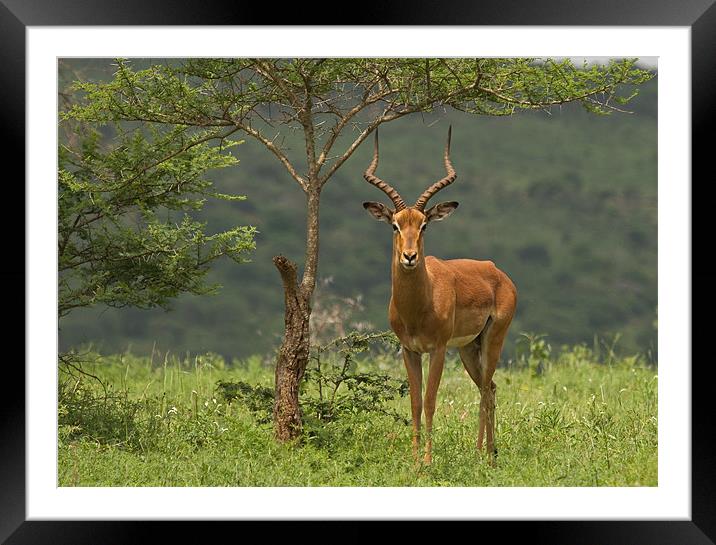 Kudu Framed Mounted Print by Will Black