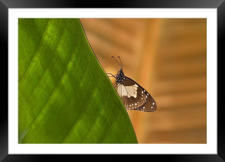 Butterfly Framed Mounted Print by Will Black