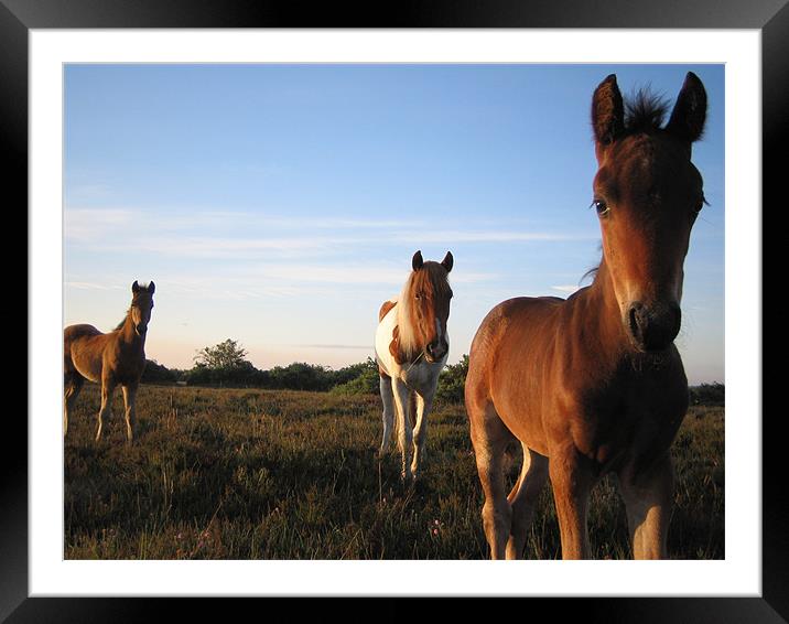 New Forest Ponies Framed Mounted Print by andrew sessions