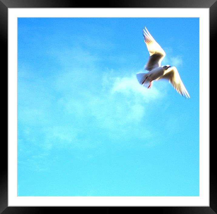 Seagull Framed Mounted Print by andrew sessions