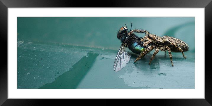 The Flies Demise Framed Mounted Print by andrew sessions