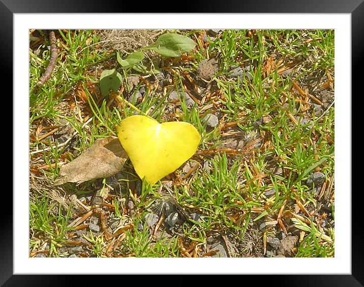 Beautiful Heart Leaf Framed Mounted Print by David Garrett