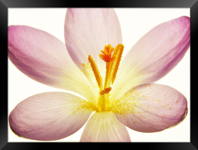 Crocus Close Up Framed Print by graham young