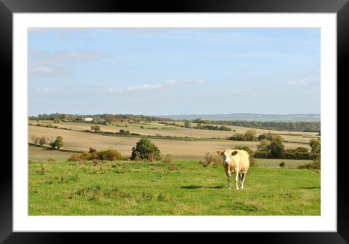You Cow! Framed Mounted Print by graham young