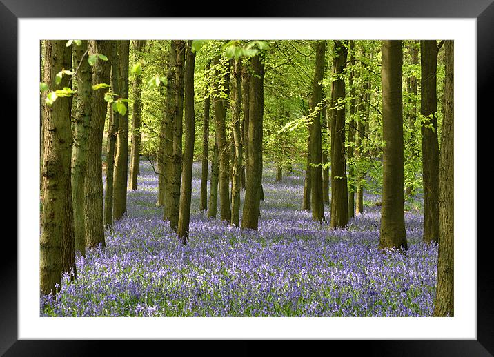 The Bluebell Wood Framed Mounted Print by graham young