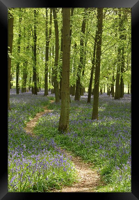 Bluebell Path Framed Print by graham young