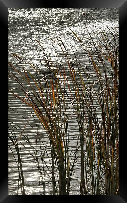 Autumn Reeds Framed Print by graham young