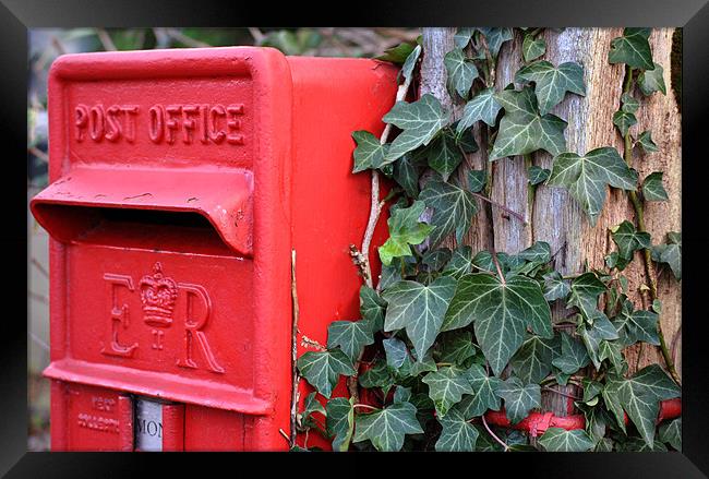 Post Box and Ivy Framed Print by graham young