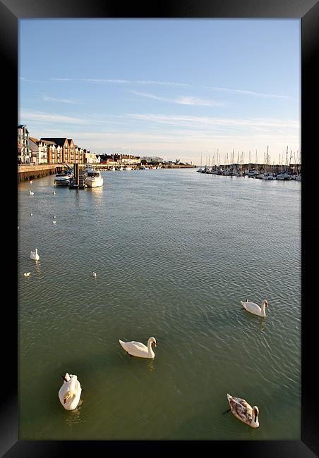 Swans in Littlehampton Harbour Framed Print by graham young
