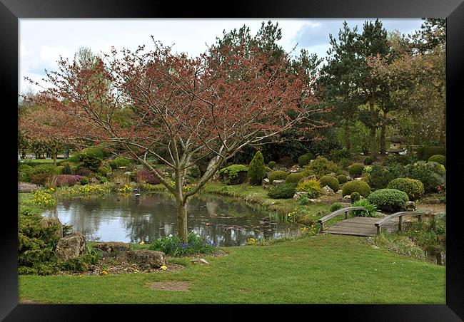 The Japanese Garden Framed Print by graham young