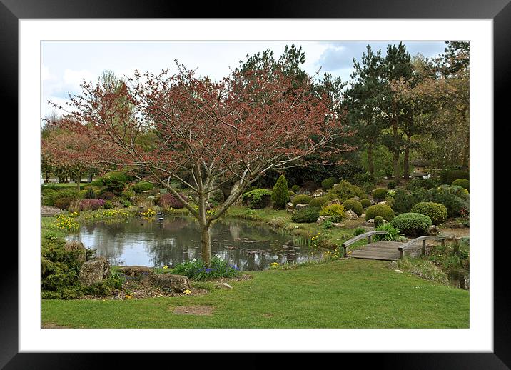 The Japanese Garden Framed Mounted Print by graham young