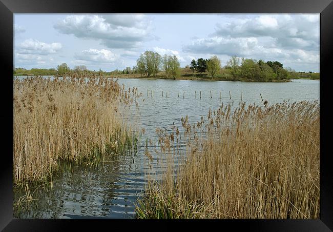 Willen Lake, North Framed Print by graham young