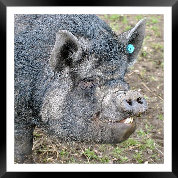 This Little Piggie Framed Mounted Print by graham young