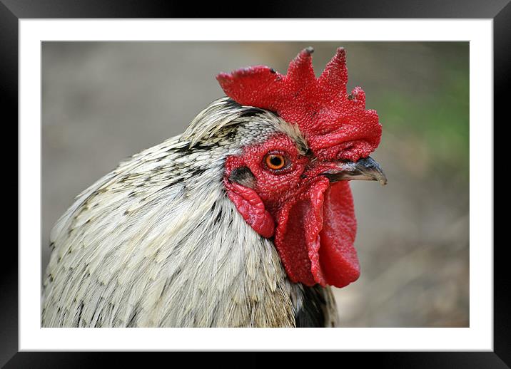 Cockerel Framed Mounted Print by graham young