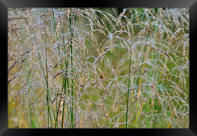 Summer Dew Framed Print by graham young