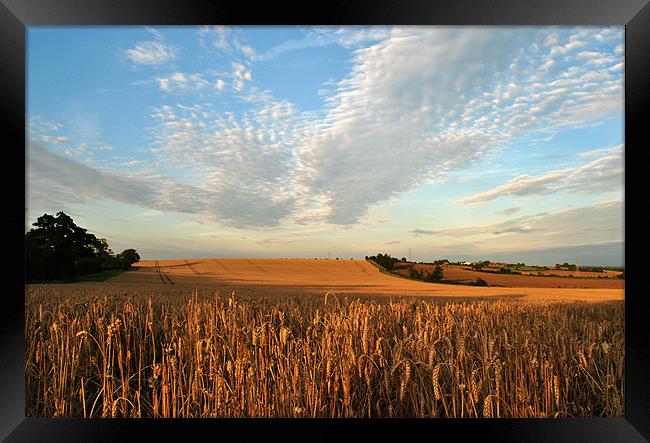 Field of Gold Framed Print by graham young