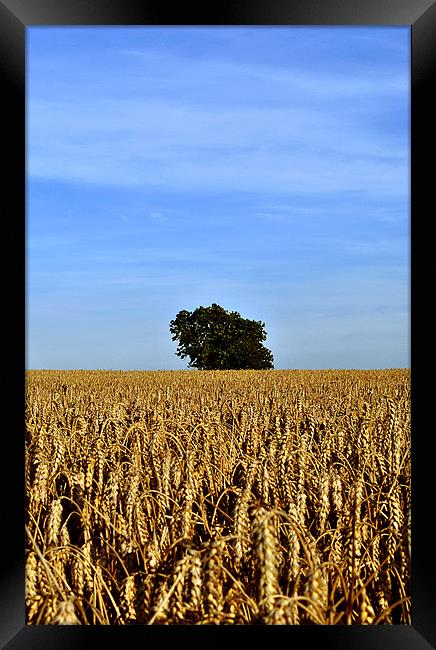 Lone Tree in a Field of Wheat Framed Print by graham young