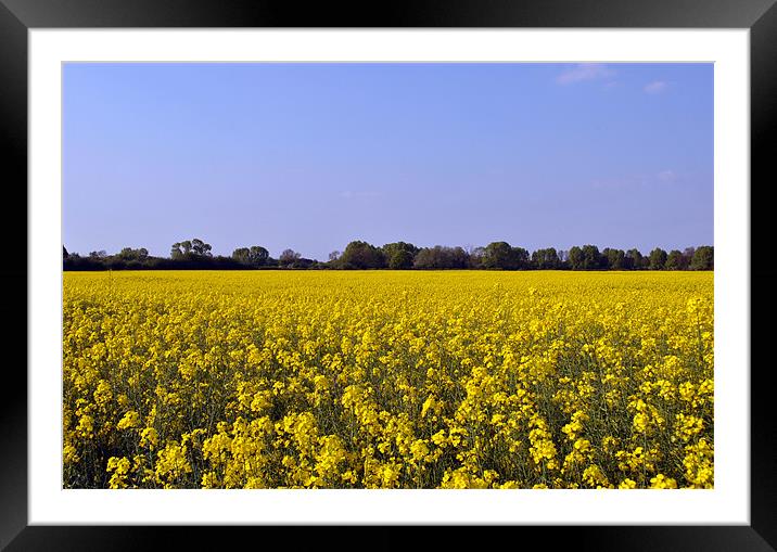 Rape Field Framed Mounted Print by graham young