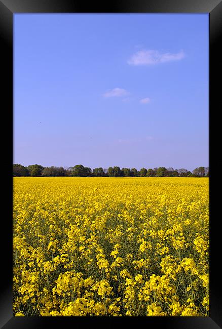 Field of Rape Framed Print by graham young