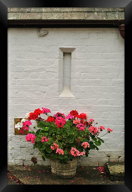 Geraniums in a Tub Framed Print by graham young