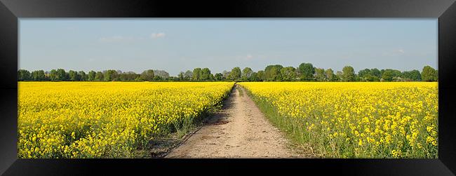 Rape Field - Panoramic Framed Print by graham young