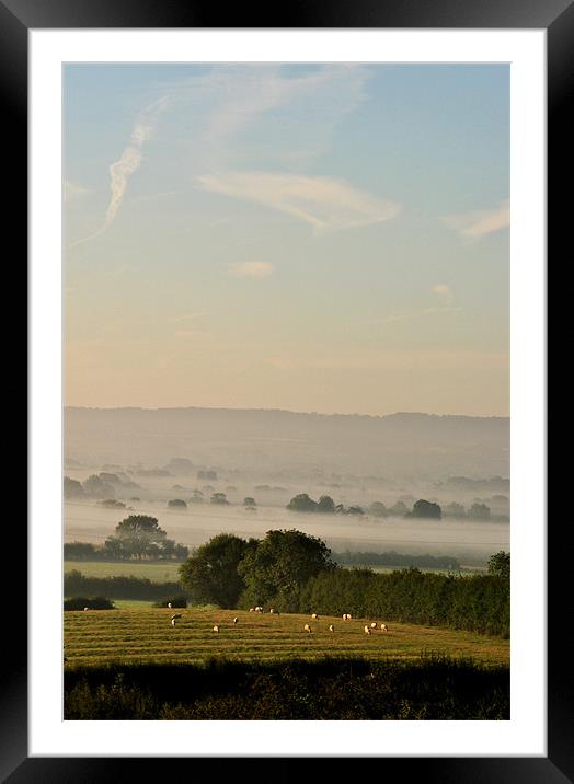 Sheep in the Dawn Mist Framed Mounted Print by graham young