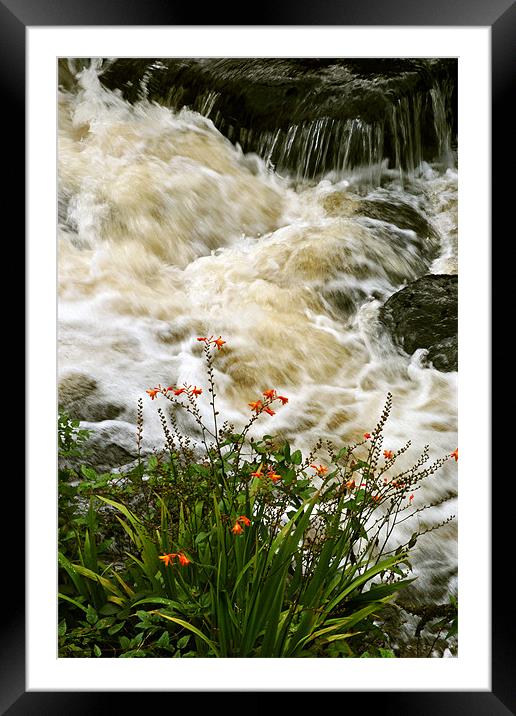 A Splash of Colour Framed Mounted Print by graham young