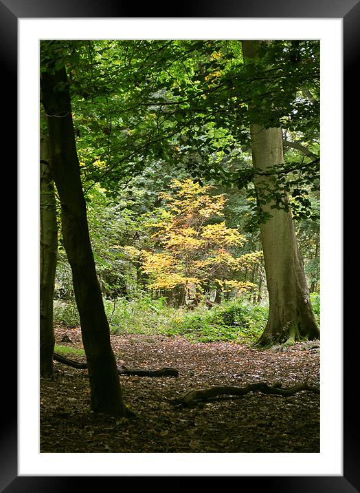 Early Autumn at Ashridge Framed Mounted Print by graham young