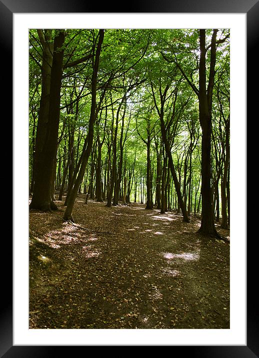 Woodland Walk Framed Mounted Print by graham young
