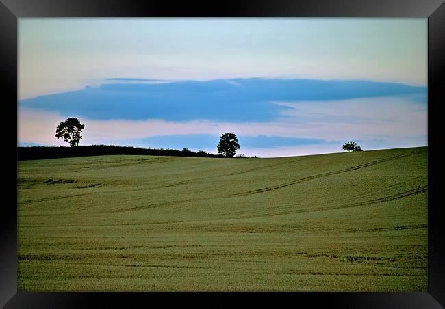 Three Trees a Cornfield and a Cloud Framed Print by graham young
