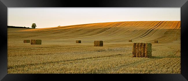 Golden Harvest Framed Print by graham young