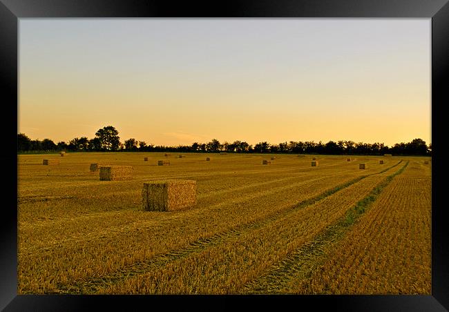 The Morning After The Harvest Framed Print by graham young