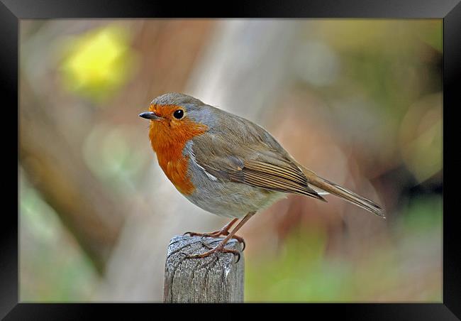 Robin Framed Print by graham young