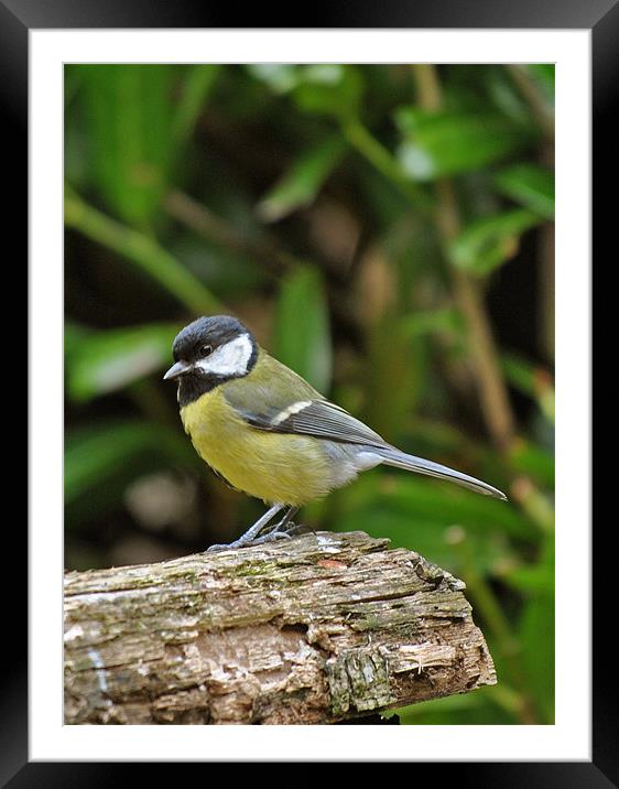 Great Tit Framed Mounted Print by graham young