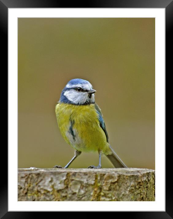 Blue Tit Framed Mounted Print by graham young