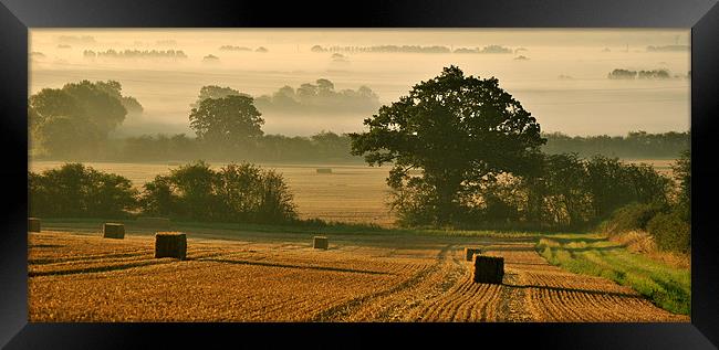 Harvest Panorama Framed Print by graham young
