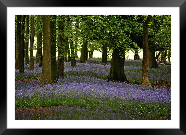 Bluebell Time Framed Mounted Print by graham young