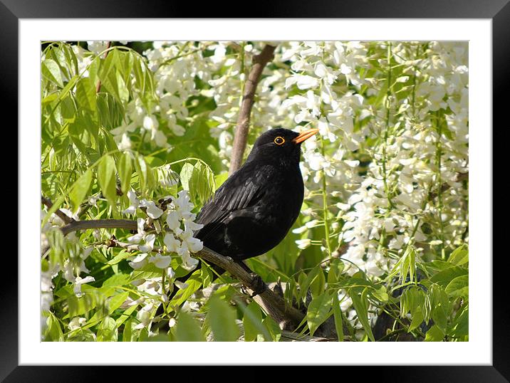 Blackbird Framed Mounted Print by graham young