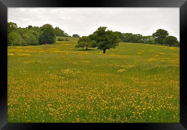 Buttercup Field Framed Print by graham young