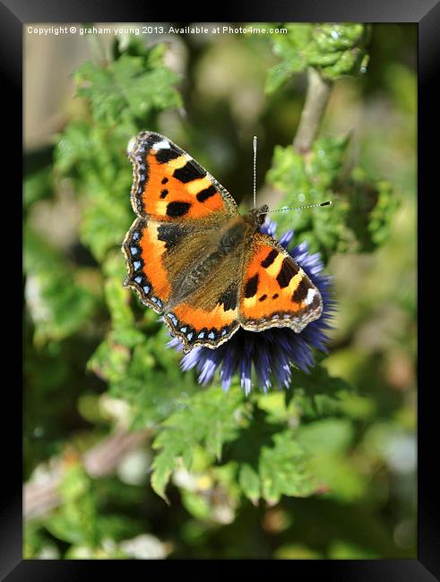 Small Tortoiseshell Framed Print by graham young